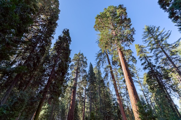 Sequoie giganti nella foresta