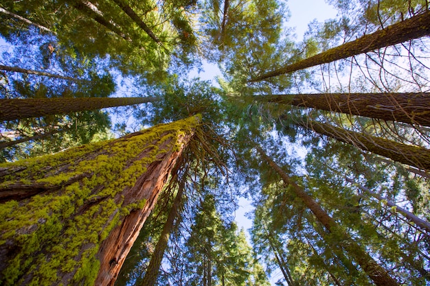 Sequoie in California vista dal basso