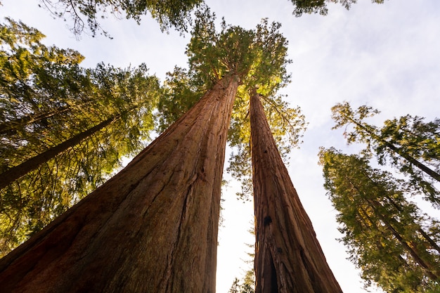 Sequoie nel parco nazionale di Sequoia, California, Stati Uniti.