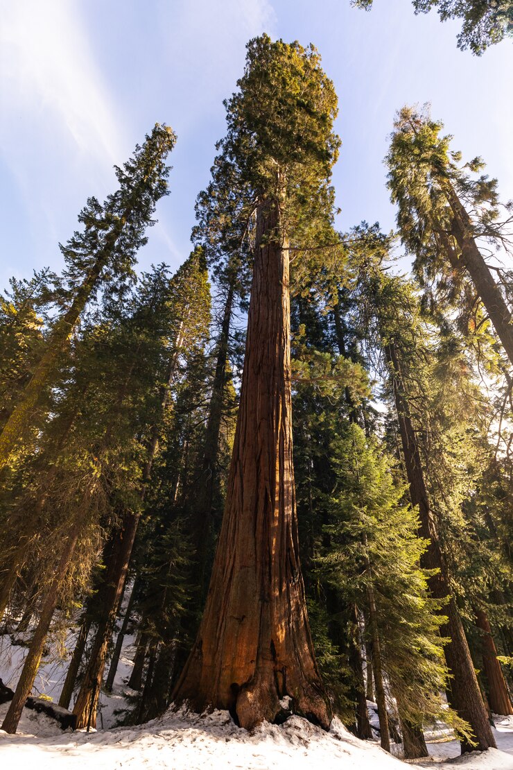 Sequoie nel parco nazionale di Sequoia, California