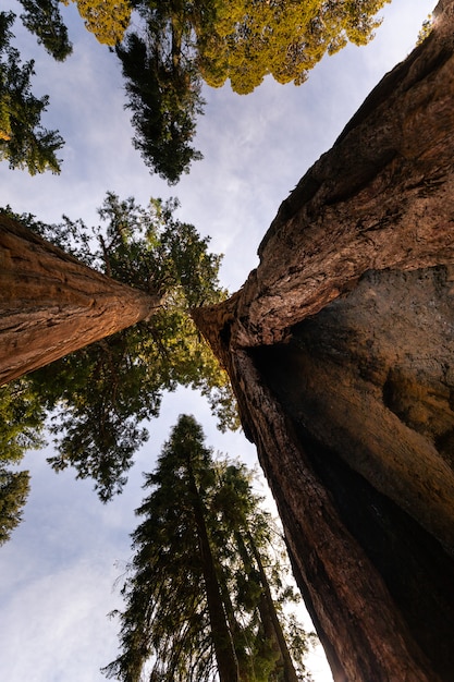 Sequoie nel parco nazionale di Sequoia, California