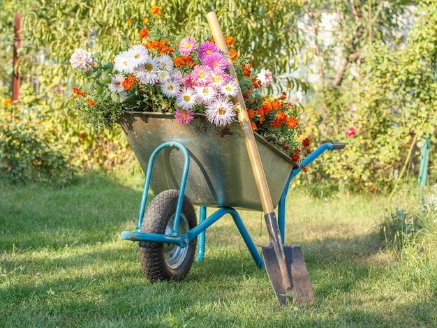 Sera dopo il lavoro nel giardino estivo. Carriola con fiori e vanga su erba verde.