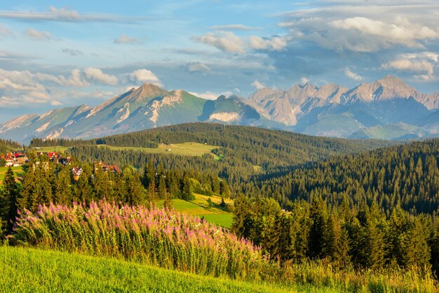 Serata estiva della periferia del villaggio di montagna con fiori rosa davanti e la catena dei Tatra dietro (Gliczarow Gorny, Polonia)