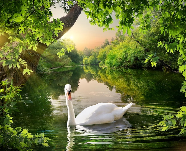 Serata sul fiume nella foresta e nel cigno