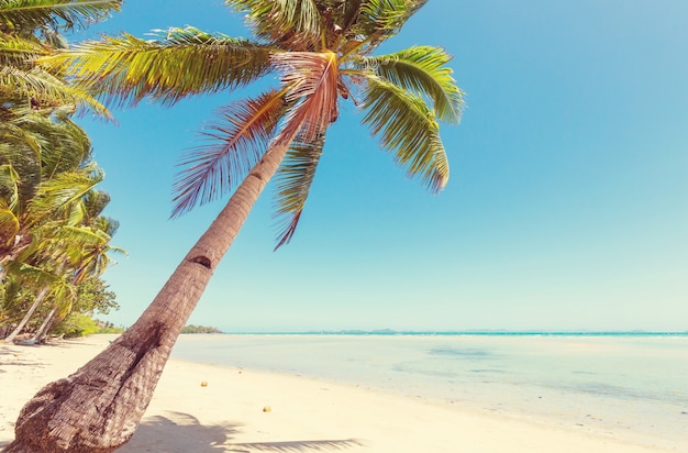 Serenità spiaggia tropicale