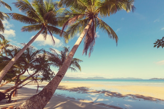 Serenità spiaggia tropicale