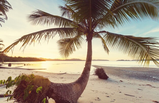 Serenità spiaggia tropicale