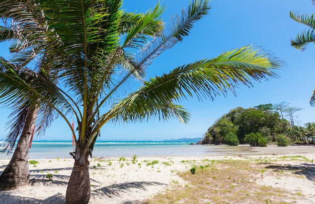 Serenità spiaggia tropicale