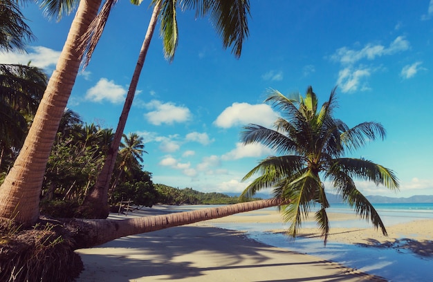 Serenità spiaggia tropicale