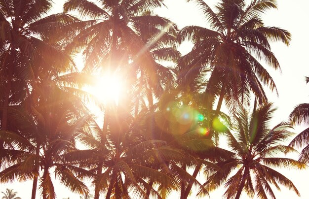 Serenity spiaggia tropicale, filtro Instagram
