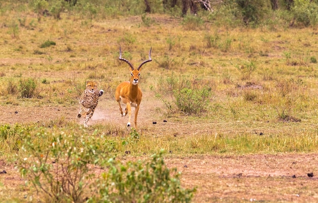 Serie di foto Ghepardo a caccia di grandi Impala