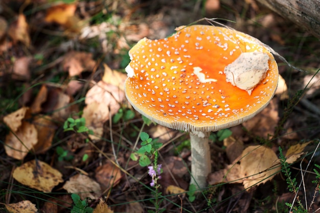 Serie di funghi: Fly Amanita (Amanita Muscaria)