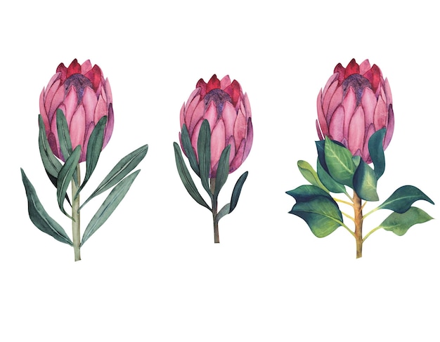 Serie di illustrazioni ad acquerello di fiori e foglie di protea senza sfondo