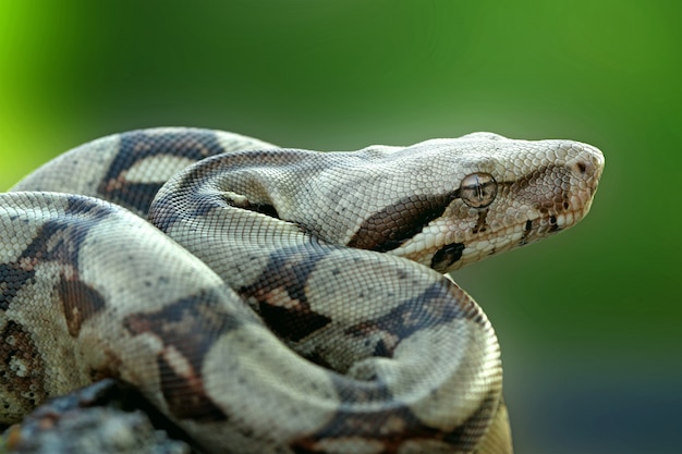 serpente boa constrictor in attesa di cibo