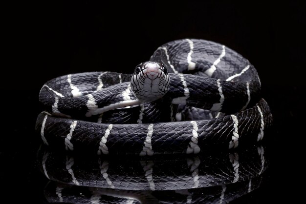 Serpente boiga bianco e nero su sfondo nero