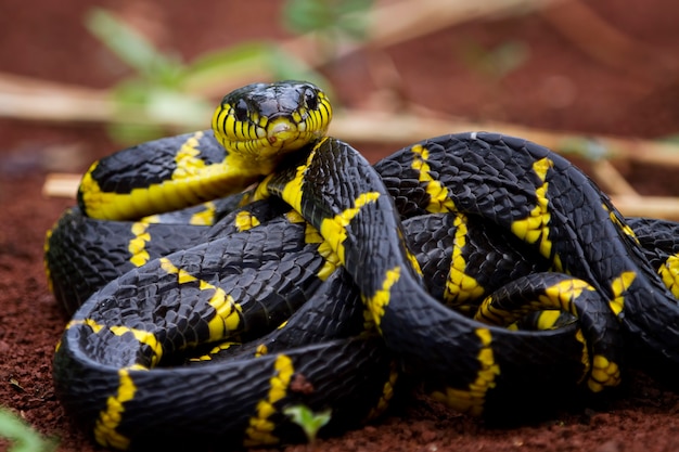 Serpente boiga dendrophila dagli anelli gialli