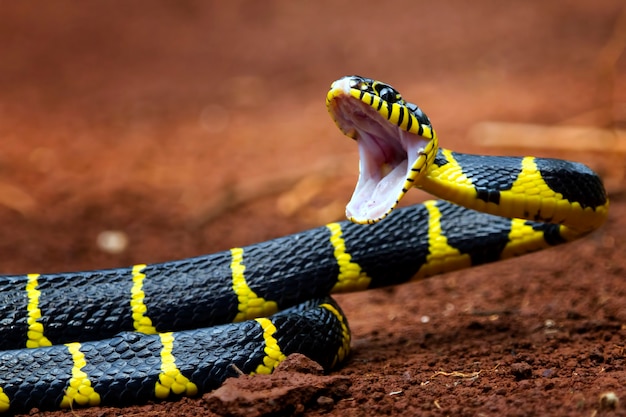 Serpente boiga dendrophila dagli anelli gialli