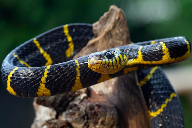 Serpente Boiga pronto ad attaccare Boiga dendrophila animale primo piano