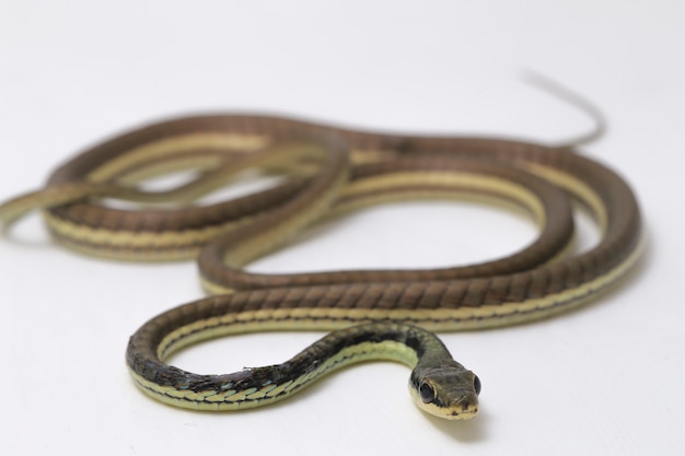 Serpente bronzeback dipinto sulla parete bianca