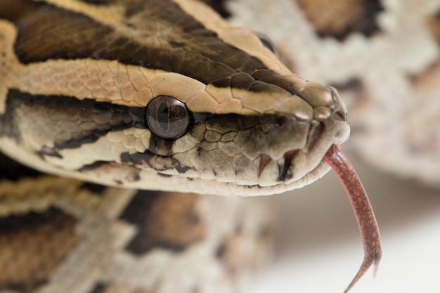 Serpente Burmese Python Python molurus bivittatus isolato