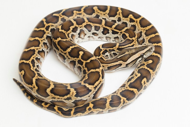 Serpente Burmese Python Python molurus bivittatus isolato