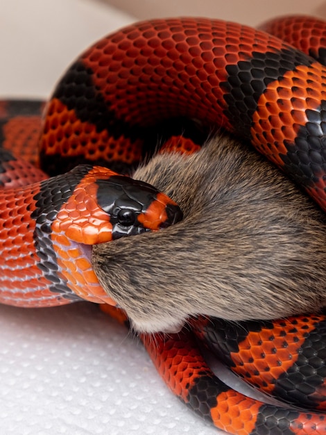 Serpente che mangia un topo macellato in laboratorio.