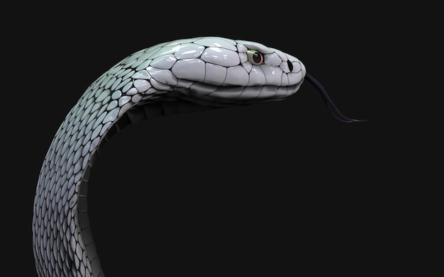 Serpente cobra re albino isolato su sfondo nero Serpente cobra bianco con percorso di ritaglio