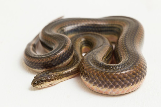 Serpente d'acqua arcobaleno Enhydris enhydris isolato su sfondo bianco