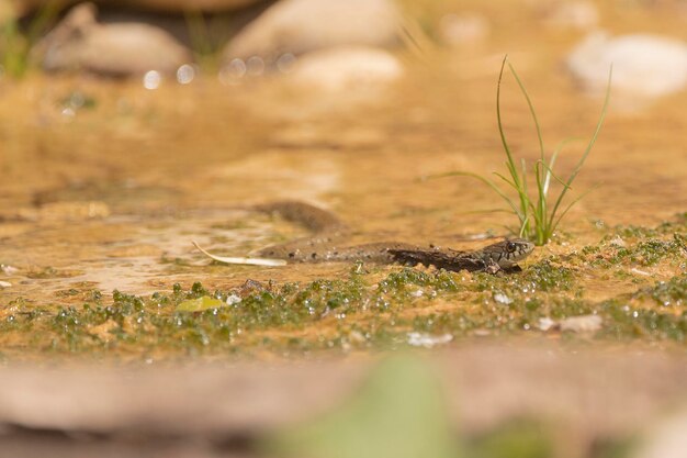 Serpente dal collare inanellato serpente o serpente d'acqua Natrix natrix Malaga Spagna