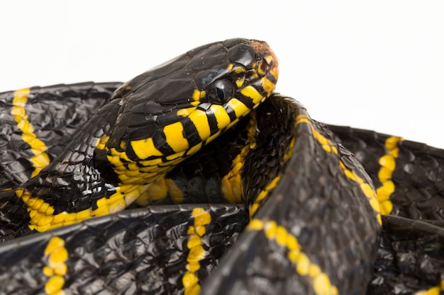 serpente delle mangrovie o serpente gatto dagli anelli d'oro su sfondo bianco