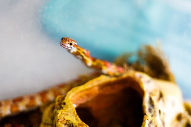 serpente di mais arancione nel terrario