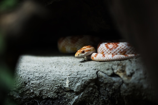 serpente di mais su una roccia.