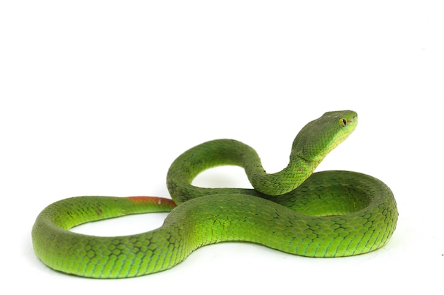 Serpente di Pit Viper verde dalla bocca bianca isolato su fondo bianco