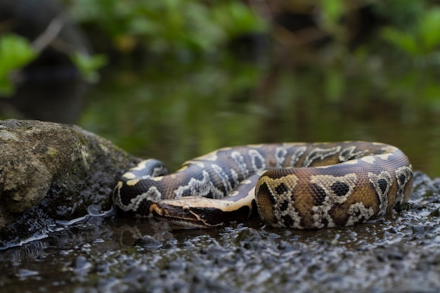 Serpente di pitone rosso sangue di Sumatra