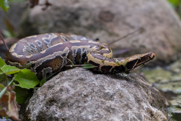 Serpente di pitone rosso sangue di Sumatra