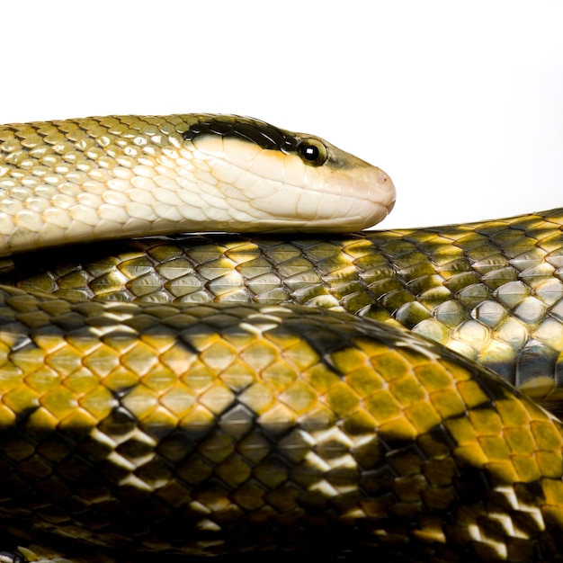 Serpente di ratto davanti a uno sfondo bianco