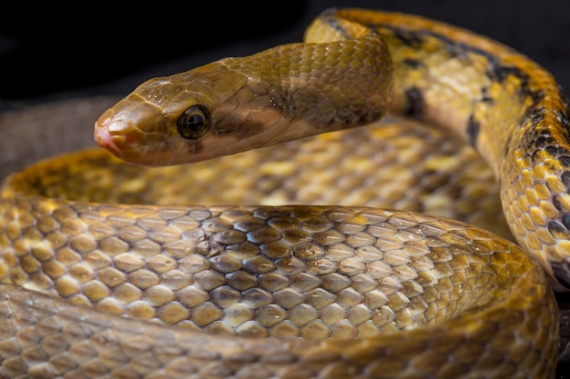 Serpente di ratto di rame nero su sfondo nero