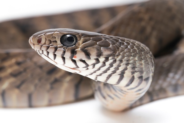 Serpente di ratto indiano orientale della mucosa di Ptyas isolato su bianco.