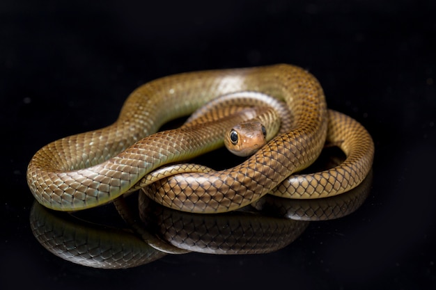 Serpente di ratto indo-cinese isolato sul nero