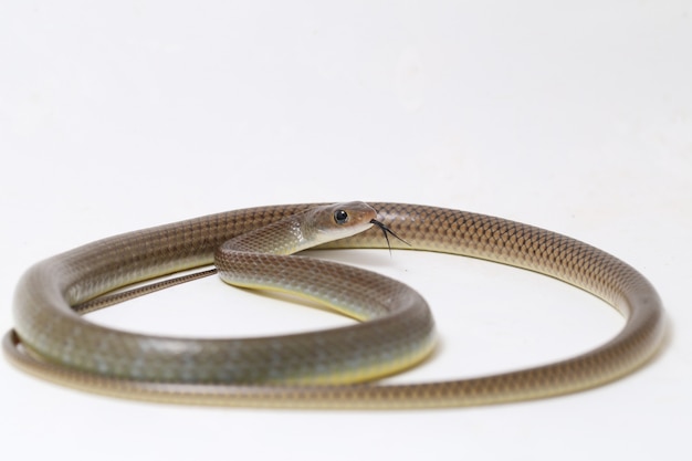 Serpente di ratto indo-cinese isolato