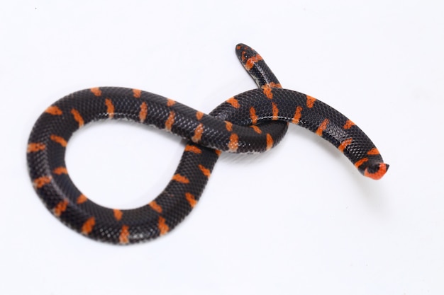 Serpente di tubo dalla coda rossa isolato