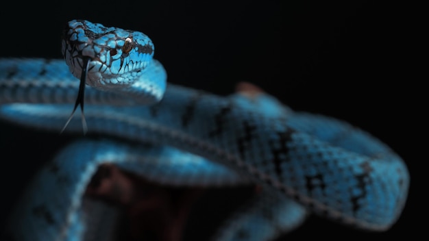 Serpente di vipera blu in primo piano e in dettaglio