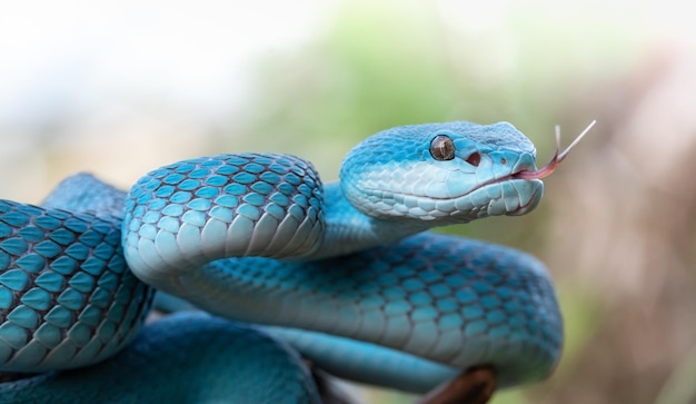 Serpente di vipera blu in primo piano e in dettaglio