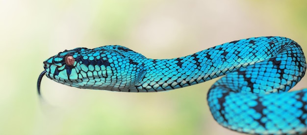 Serpente di vipera blu in primo piano