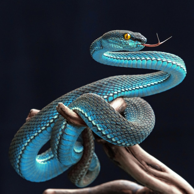 Serpente di vipera blu in primo piano