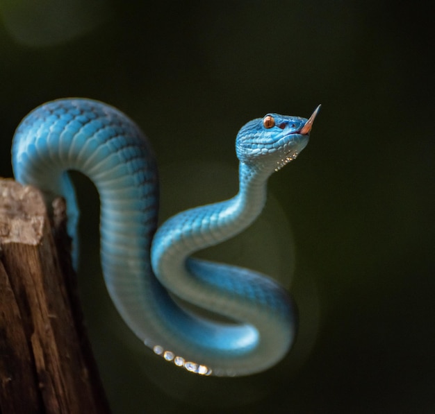 Serpente di vipera blu in primo piano