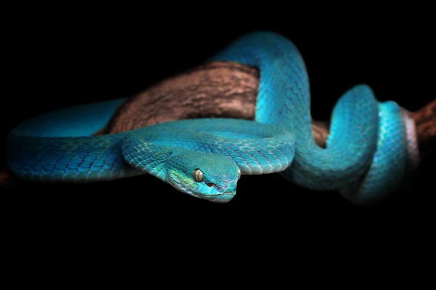 Serpente di vipera blu sul serpente di vipera del ramo pronto ad attaccare il primo piano animale del serpente di insularis blu