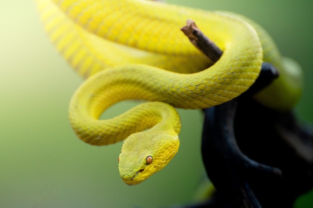 Serpente di vipera giallo in primo piano