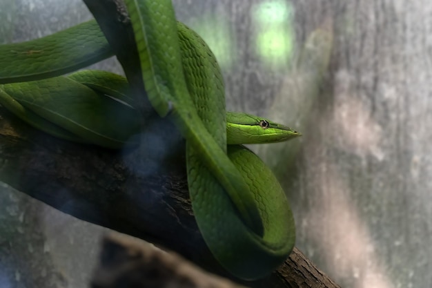 Serpente di vite verde su un albero