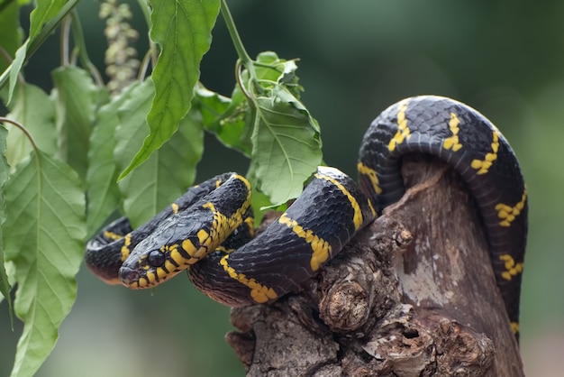 Serpente gatto dagli anelli d'oro avvolto intorno al ramo di un albero